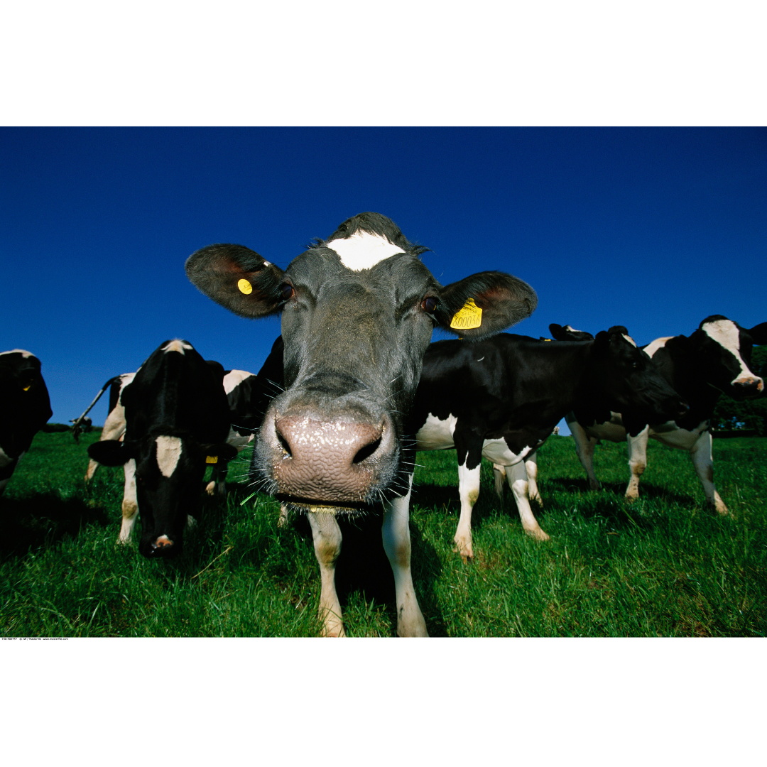 Benutzerdefinierte Kuh-Ohrmarken Benutzerdefinierte Kuh-Ohrmarken